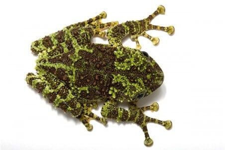 Theloderma corticale