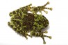 Theloderma corticale