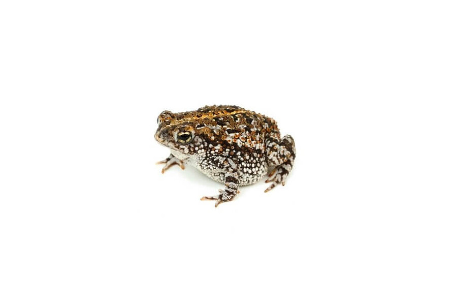 Anaxyrus (Bufo) quercicus