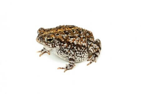 Anaxyrus (Bufo) quercicus