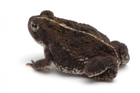 Anaxyrus (Bufo) quercicus