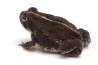 Anaxyrus (Bufo) quercicus