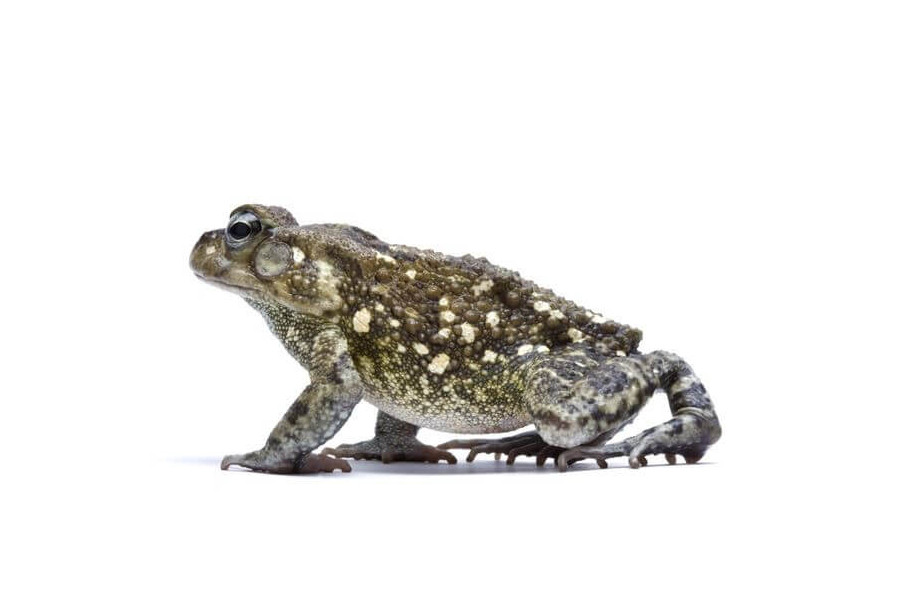 Sclerophrys (Bufo) regularis Sclerophrys (Bufo) regularis