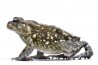 Sclerophrys (Bufo) regularis