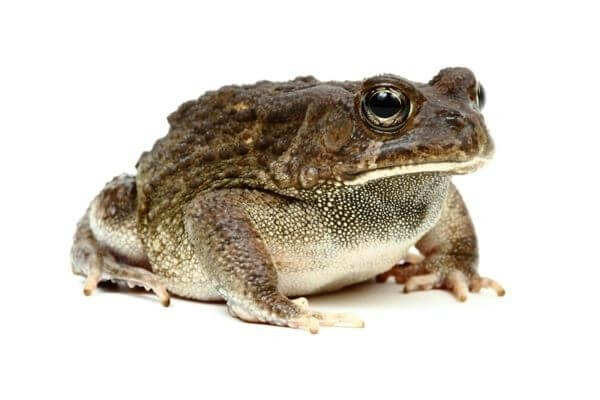 a bufo regulais parazitái