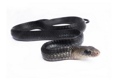 Thrasops occidentalis