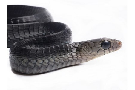 Thrasops occidentalis