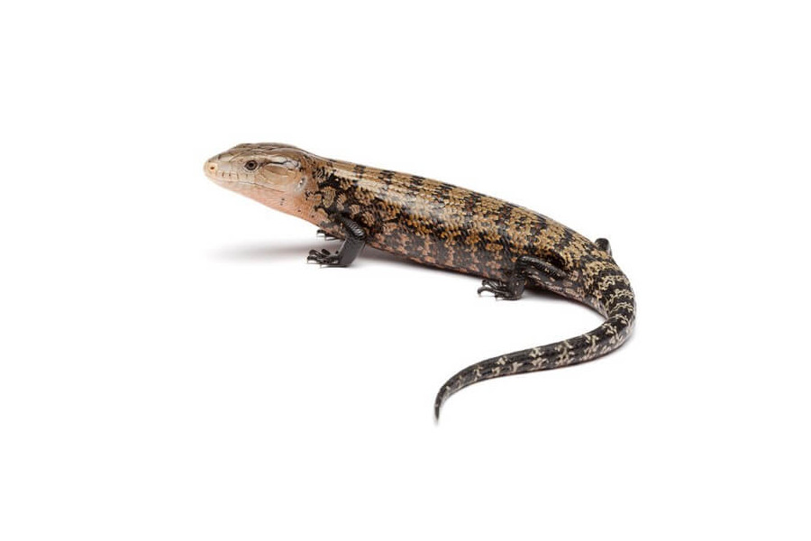 Tiliqua gigas gigas, bébé Tiliqua gigas gigas, bébé