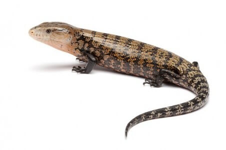 Tiliqua gigas gigas, bébé