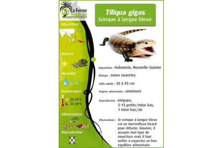 Tiliqua gigas gigas, bébé