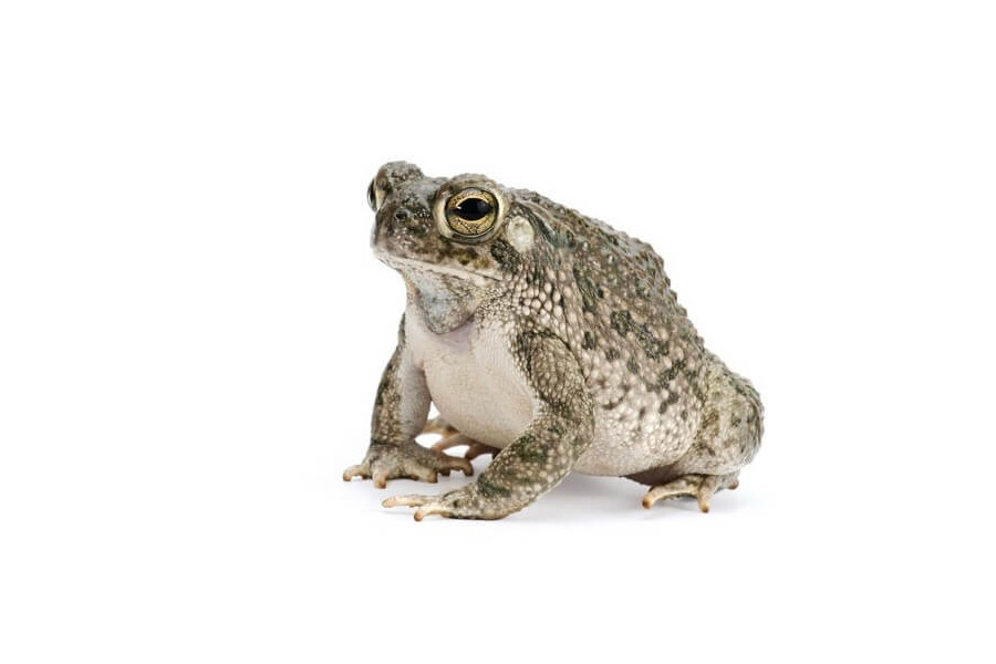 Anaxyrus (Bufo) speciosus Anaxyrus (Bufo) speciosus