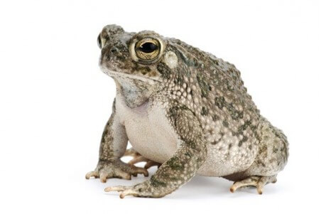 Anaxyrus (Bufo) speciosus