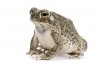 Anaxyrus (Bufo) speciosus