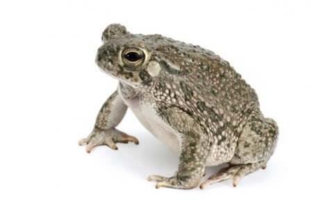 Anaxyrus (Bufo) speciosus