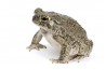 Anaxyrus (Bufo) speciosus