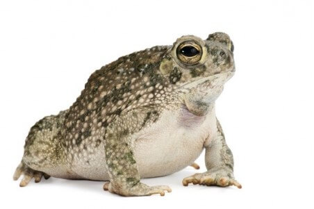 Anaxyrus (Bufo) speciosus