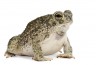 Anaxyrus (Bufo) speciosus