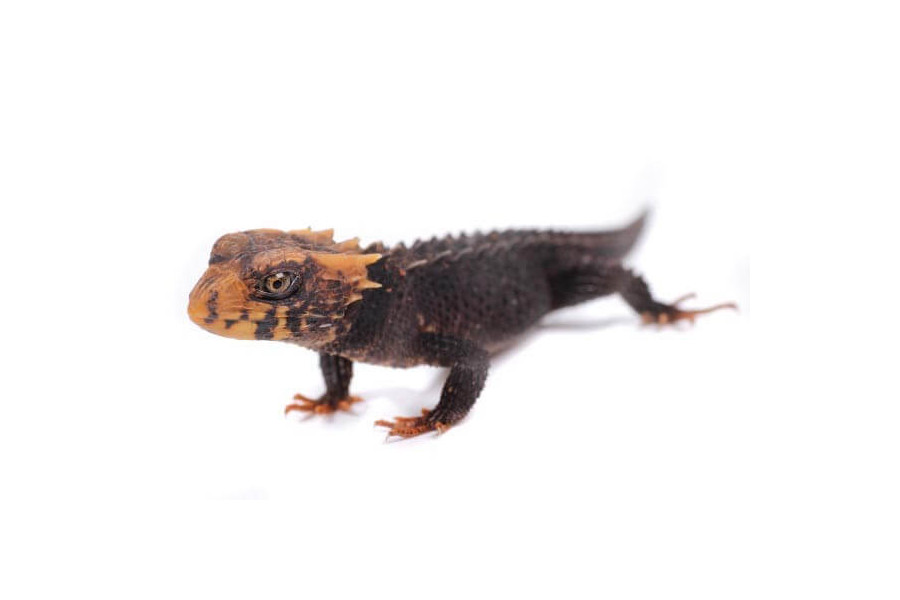 Tribolonotus gracilis, juvénile Tribolonotus gracilis, juvénile