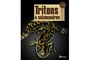 Tritons et salamandres