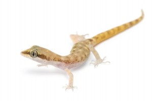 Tropiocolotes nattereri
