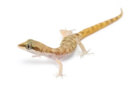 Tropiocolotes nattereri