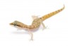 Tropiocolotes nattereri