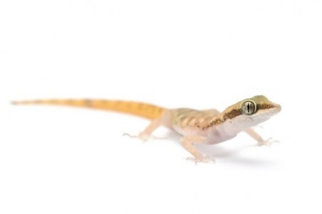 Tropiocolotes nattereri