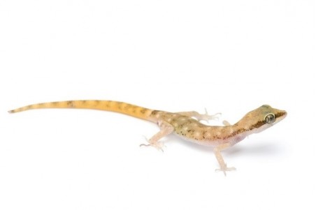 Tropiocolotes nattereri