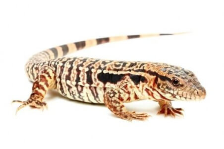 Salvator (Tupinambis) rufescens