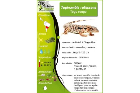 Salvator (Tupinambis) rufescens