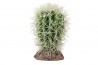 Cactus Great Basin