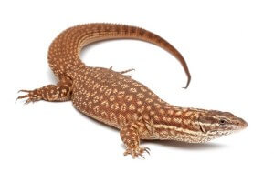 Varanus acanthurus, mâle adulte