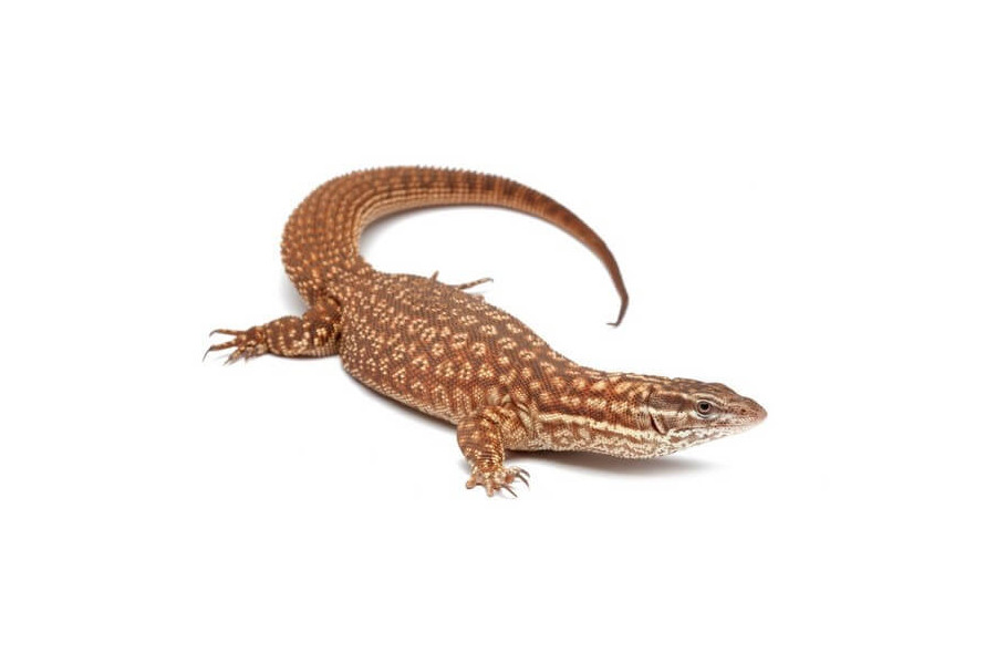 Varanus acanthurus, mâle adulte Varanus acanthurus, mâle adulte