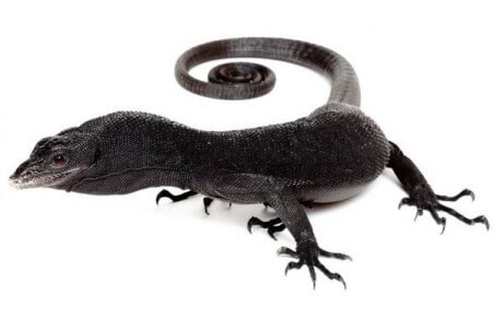 Varanus beccarii
