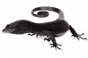 Varanus beccarii