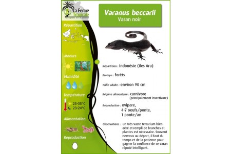 Varanus beccarii