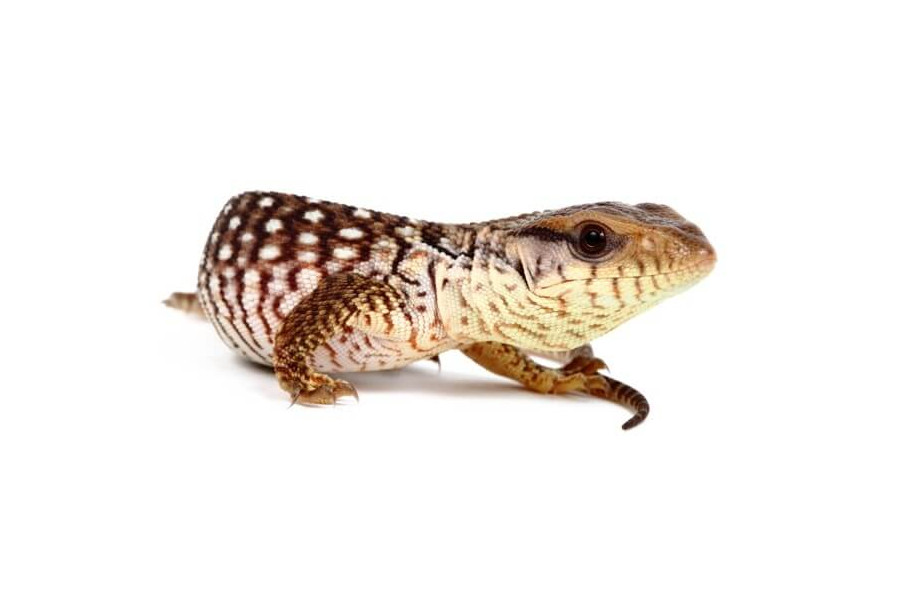 Varanus exanthematicus Varanus exanthematicus
