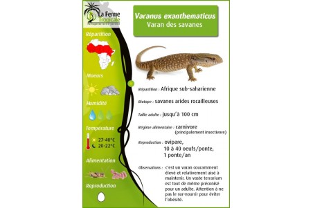 Varanus exanthematicus