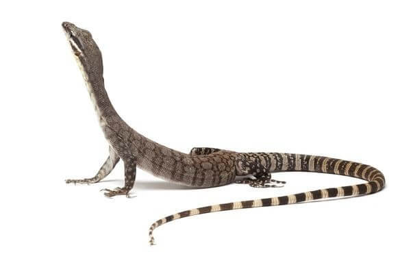 Varanus glauerti, adulte Varanus glauerti, adulte