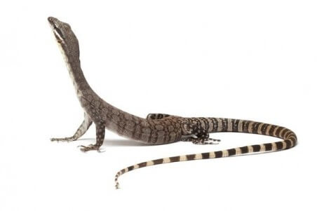 Varanus glauerti, adulte
