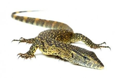 Varanus niloticus