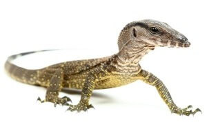 Varanus rudicollis, subadulte