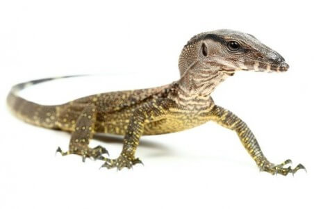 Varanus rudicollis, subadulte