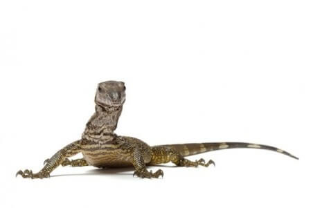 Varanus rudicollis, subadulte