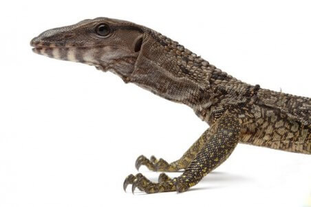 Varanus rudicollis, subadulte