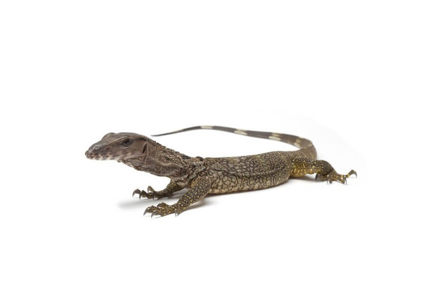 Varanus rudicollis