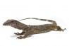 Varanus rudicollis