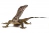Varanus rudicollis