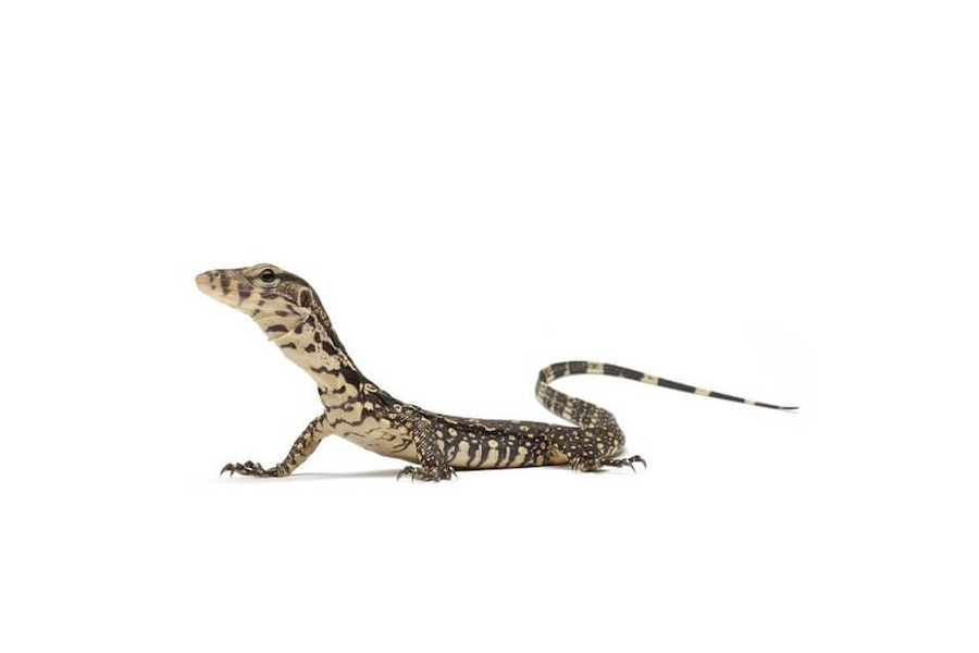 Varanus salvator