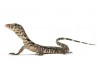 Varanus salvator